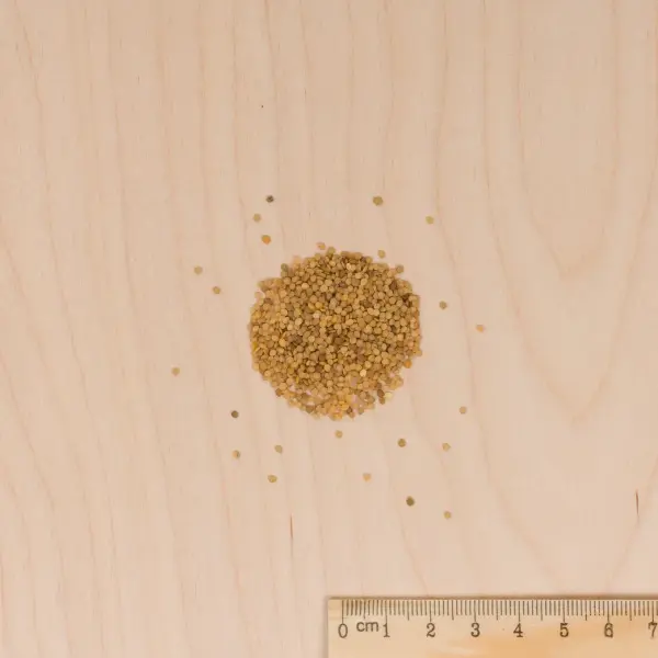 Fleurs - Physalis Edulis Coqueret du Pérou - MEDIA_3D